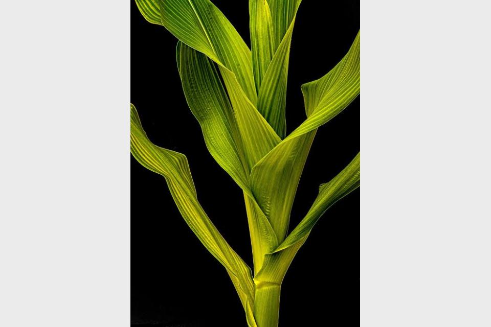 Remarkable Regenerative Powers: Scientists Solve the Grass Leaf Conundrum