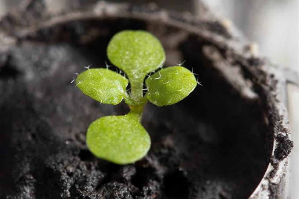 The first plants ever grown in moon dirt have sprouted