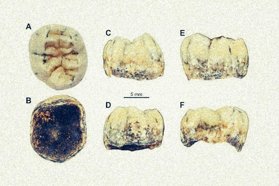 A Denisovan girl’s fossil tooth may have been unearthed in Laos