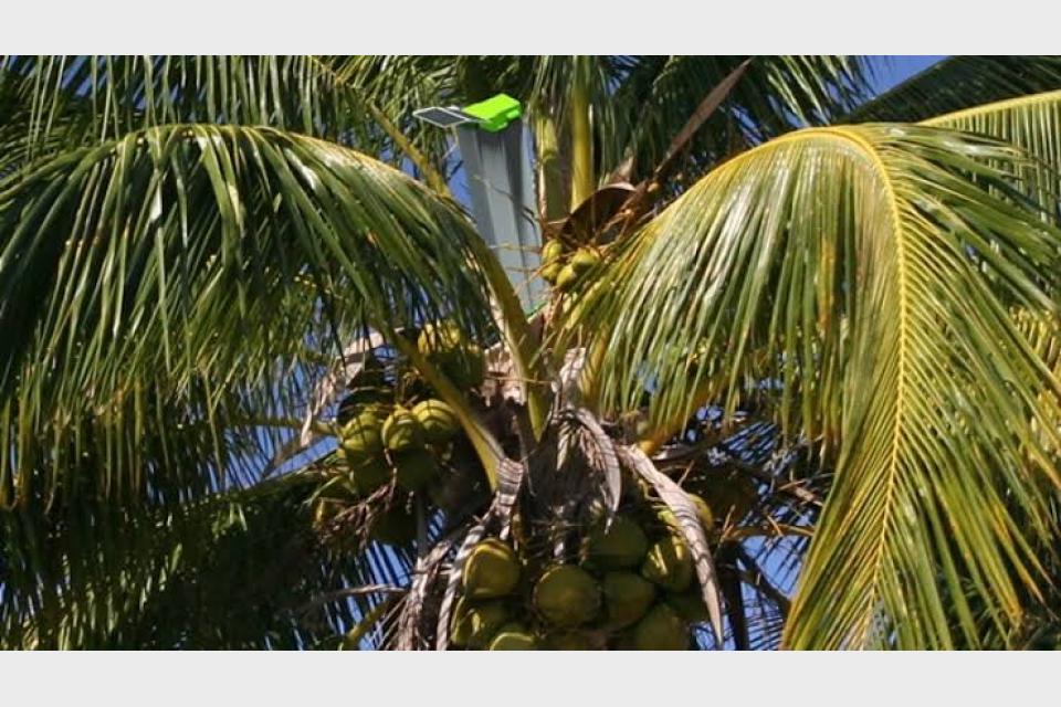 Robotic Sapper: Disruptive Innovation for Coconut and Palm Farmers