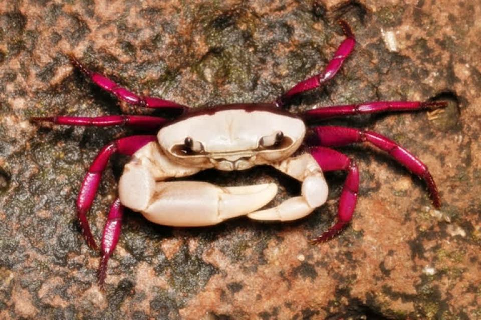 Karnataka: New freshwater crab species spotted in Western Ghats