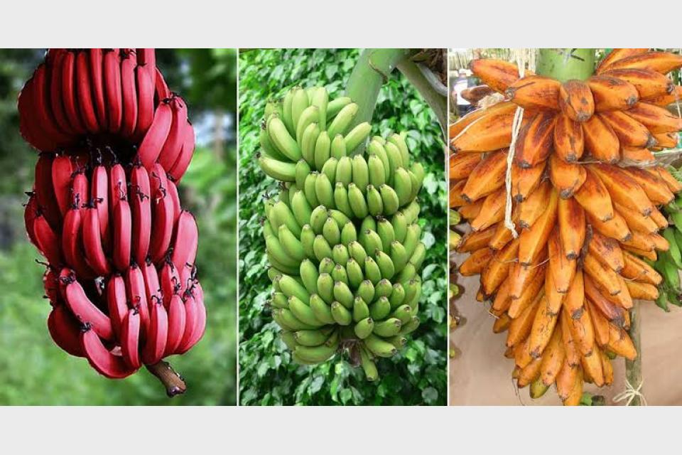 This Kerala farmer grows over 400 varieties of bananas