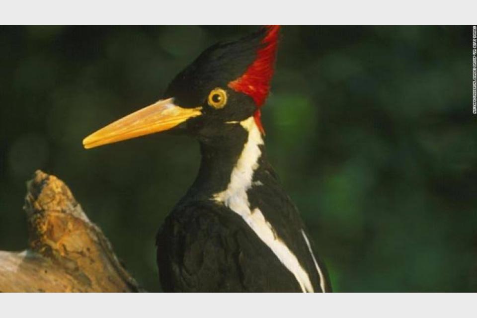 Ivory-billed woodpecker, 22 other species extinct, says US.