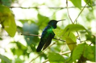 Hummingbird that was feared extinct is spotted in Colombian mountains
