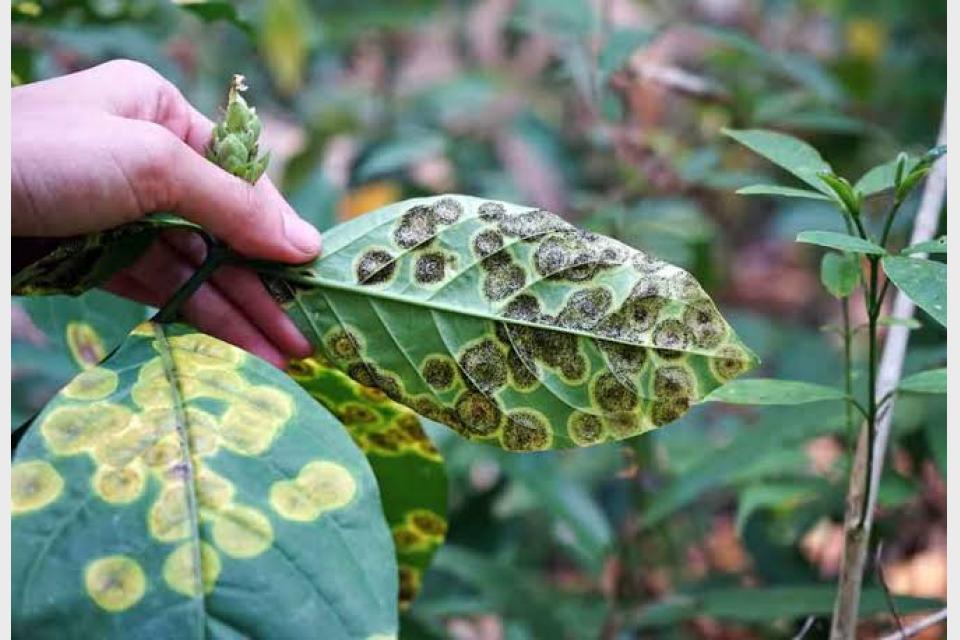Plant Disease Management: New Method for Early Detection of Bacterial Infection in Crops
