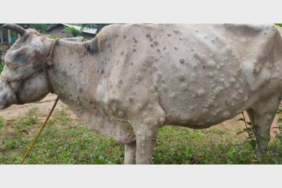Lumpy skin disease: Cattle farmers in Gujarat, Rajasthan reel under outbreak
