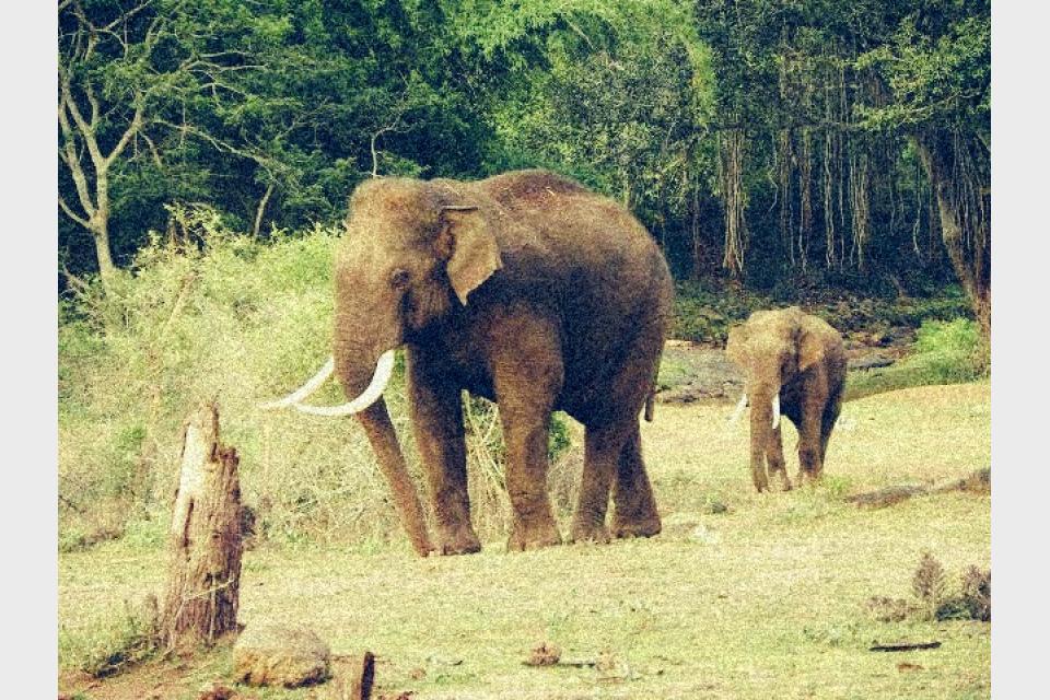 Elephants driven to the brink of extinction in Odisha, stare at an uncertain future