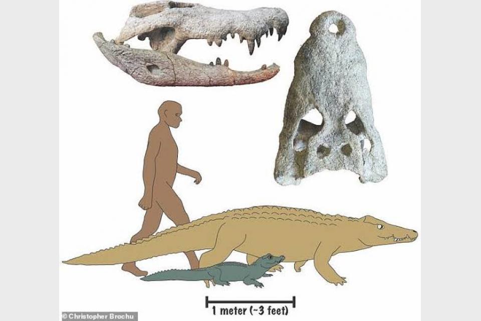 Researchers Find 2 Giant Dwarf Crocodile Species But Don't Know When They Went Extinct