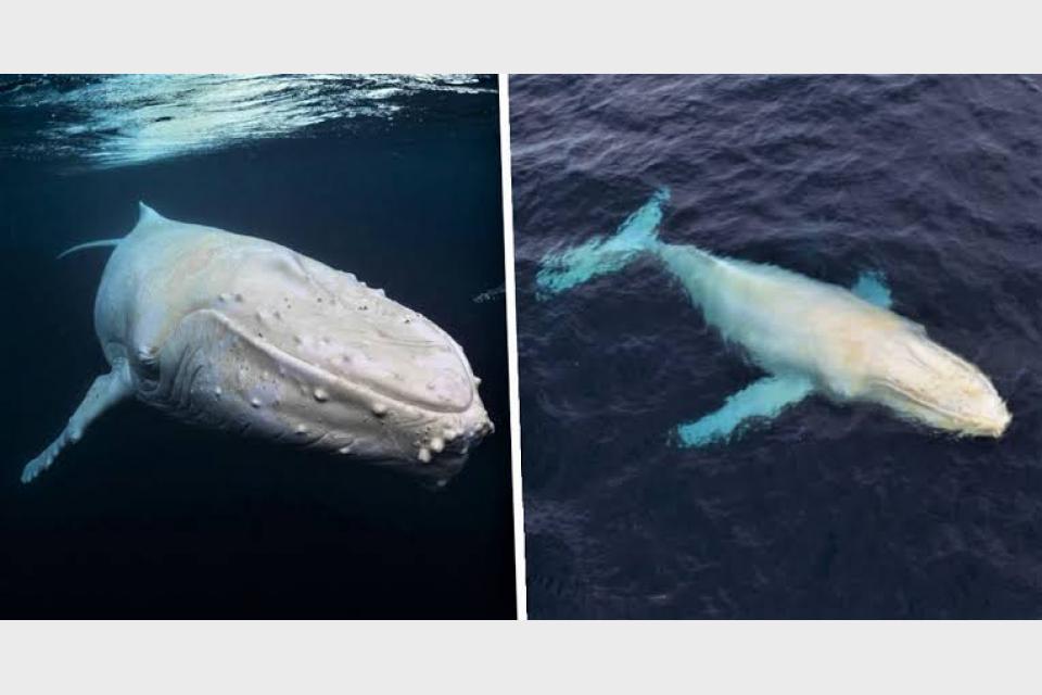 Is Migaloo … dead? As climate change transforms the ocean, the iconic white humpback has been missing for 2 years