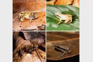 Six new species of miniature frog discovered in Mexico