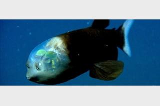 Deep Sea Scientists Find Strange, Transparent Fish On Ocean Expedition