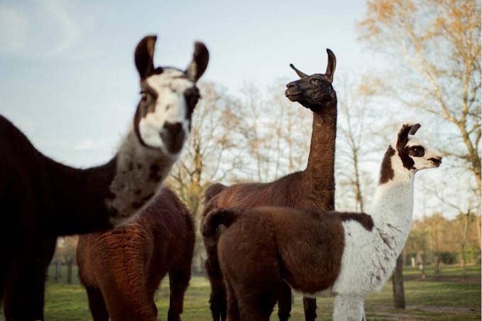 'Super immunity' particles from llamas may provide protection against COVID-19