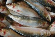 Sardine catch drops by 75% in Kerala, lowest since 1994