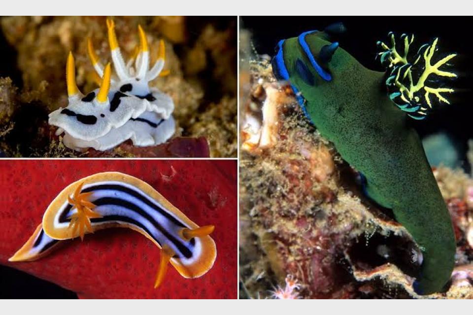 Colourful, rare sea slug found in UK waters for the very first time stuns scientists